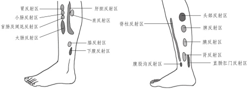 足部各反射區(qū)