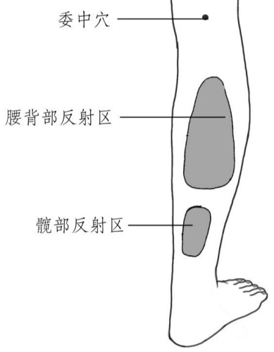 膀胱經(jīng)上的反射區(qū)