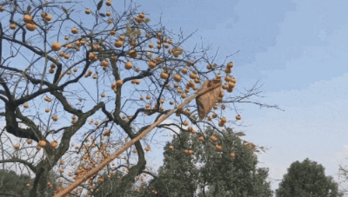 柿子
